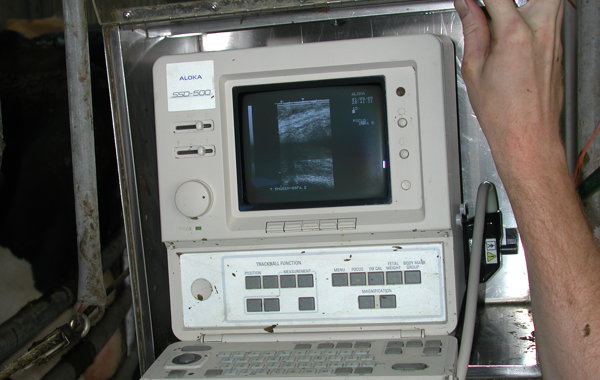 Part 5 - Pregnancy Diagnosis