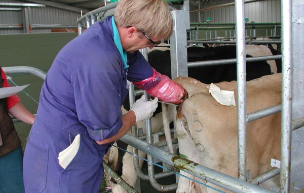 Part 4 : Breeding for fertility - When cows should be inseminated