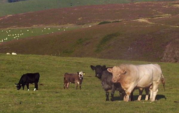 General Biosecurity Cattle