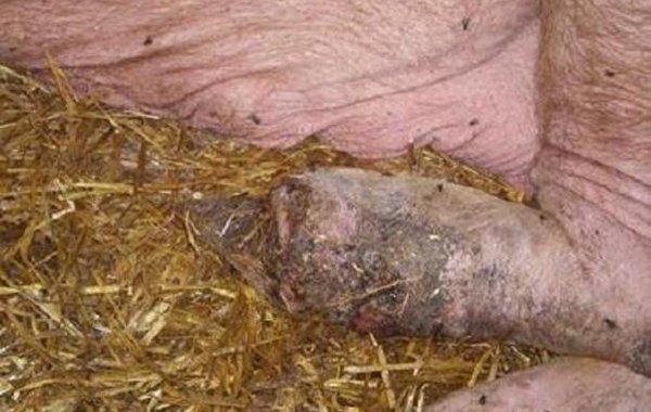 Septic Laminitis (Bush Foot)