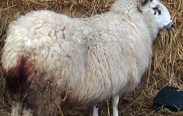 Q Fever in Sheep