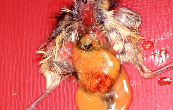 Yolk Sac Infection