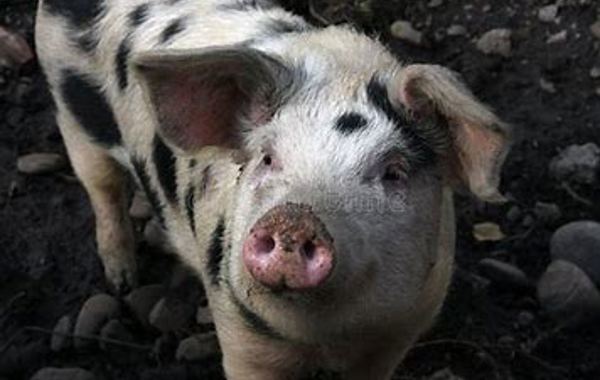Anal Biting in Pigs