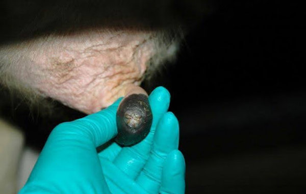 Mastitis Part 12 - Teat Scoring