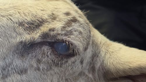 btv eye.jpg