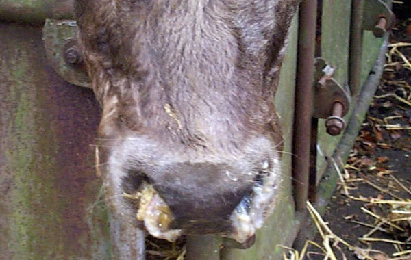 Viral Pneumonia in Cattle