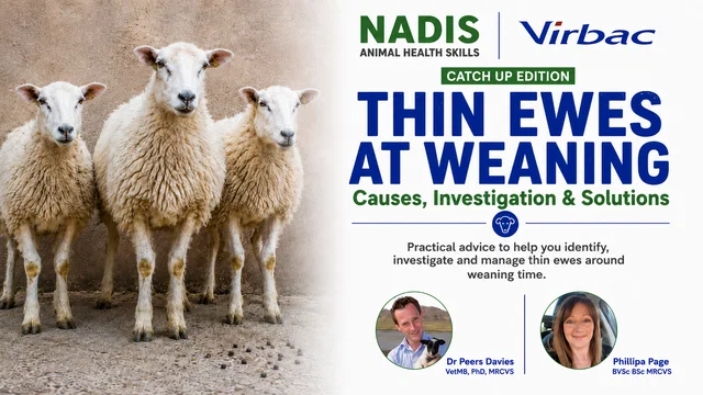 Thin Ewes at Weaning: Causes, Investigation and Solutions