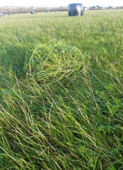 Figure 13 Bales placed ready for winter.png
