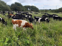 Figure 8 Summer grazing.png