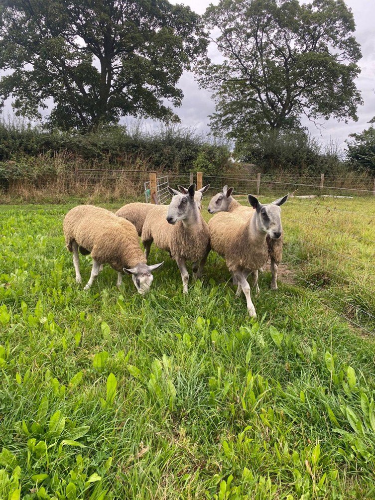 Tup Lambs Grazing Chicory Pasture. Photo Credit: Joe Northwood 