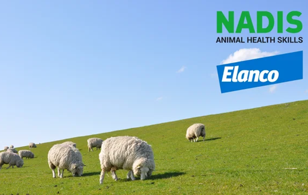 How to prepare and control liver fluke on your farm this year