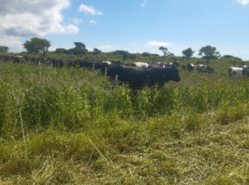 Figure 11 Grazing a deferred paddock.png